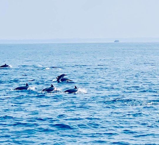 Whale Watching in Kalpitiya