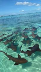 Excursão de meio dia ao Hol Chan + Shark Ray Alley em Belize