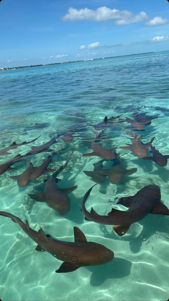 Excursion d'une demi-journée à Hol Chan + Shark Ray Alley au Belize