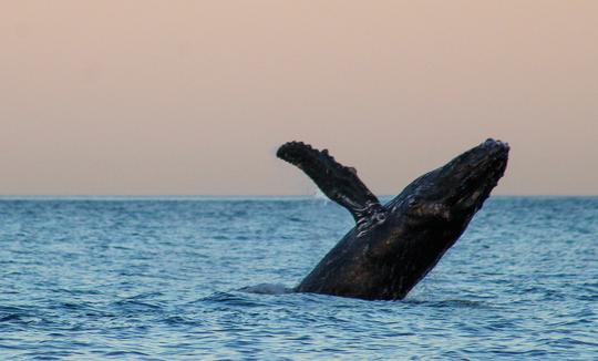 Avistamiento de ballenas al atardecer en San José del Cabo