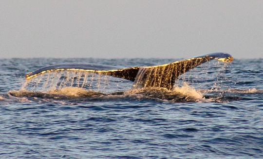 Avistamiento de ballenas al atardecer en San José del Cabo