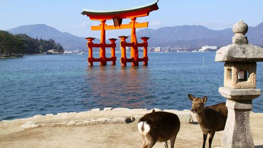 Cruzeiro privado incrível em Miyajima!! Nós podemos oferecer sessões de fotos com drone!