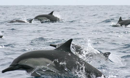 Encuentro de vida silvestre en barco compartido en San José del Cabo