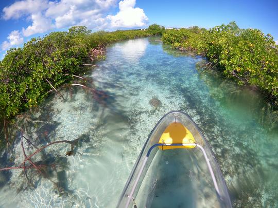 Clear Kayak Mangrove Cay Eco Venture 2-hour tour