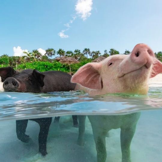 Visite des 4 îles de l'île Rose, nagez avec des cochons, des tortues et faites de la plongée avec tuba sur les récifs coralliens 