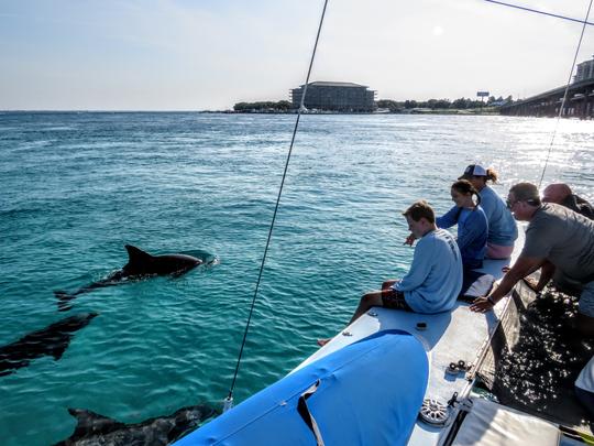 Relaxing Catamaran Adventure: Snorkel, Sail, Dolphins