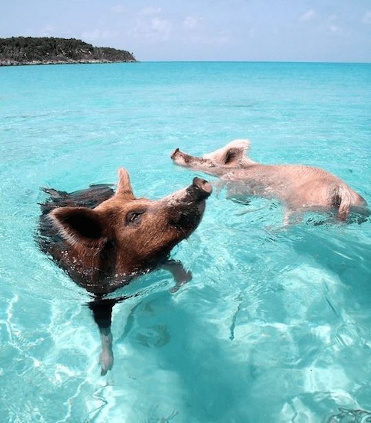 Visite des 4 îles de l'île Rose, nagez avec des cochons, des tortues et faites de la plongée avec tuba sur les récifs coralliens 