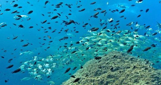 L'ESTARTIT : ECO-SNORKEL IN THE MEDES ISLANDS