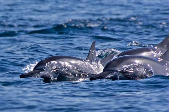 Experiencia exclusiva de navegación: observación de delfines y mejora del buceo