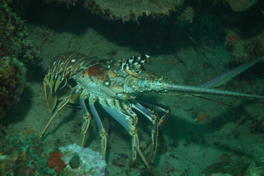 Découvrez la plongée sous-marine à Carthagène des Indes, Bolívar