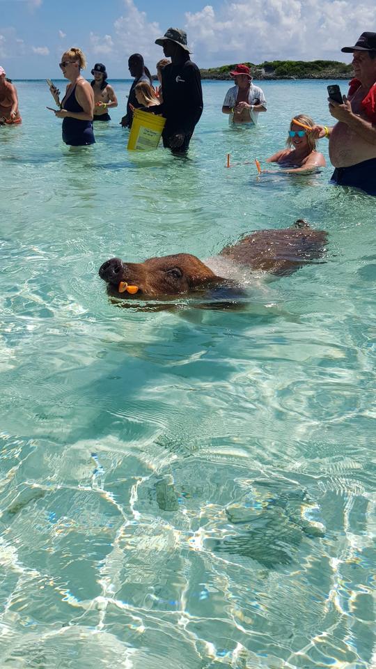 Porcos, tartarugas, dia de mergulho na praia