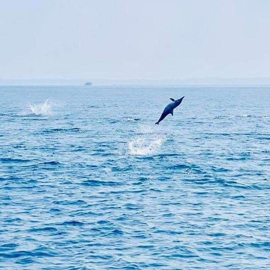 Observação de golfinhos em Trincomalee