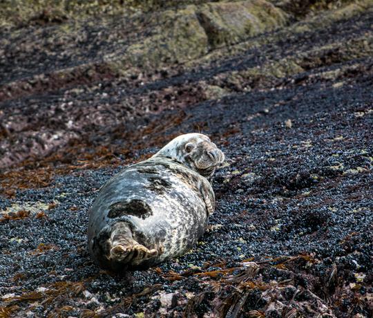 L'expérience ultime de la côte de Skellig